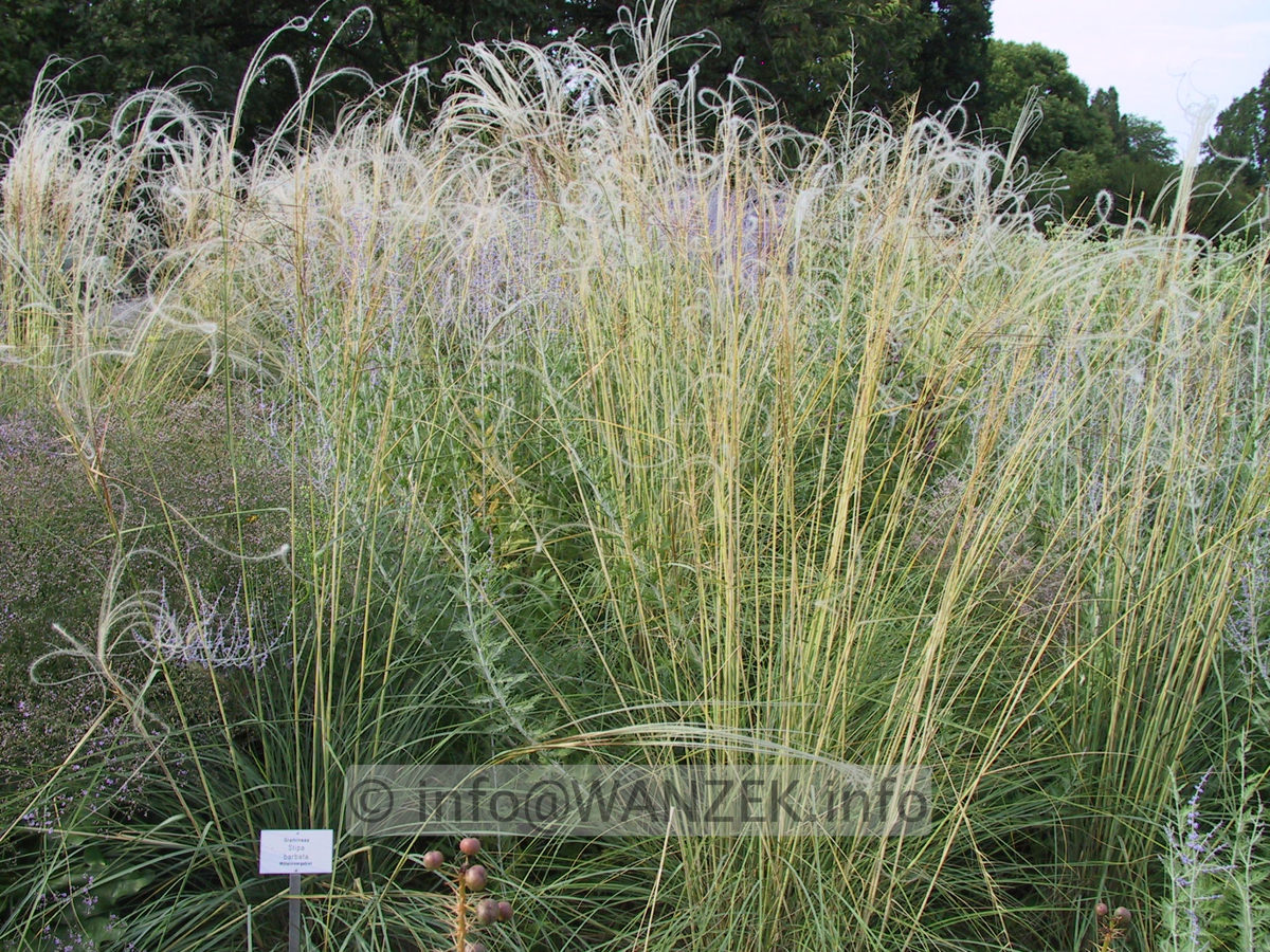 Stipa barbata.JPG